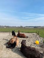 Vakantie stalhulp gezocht!!