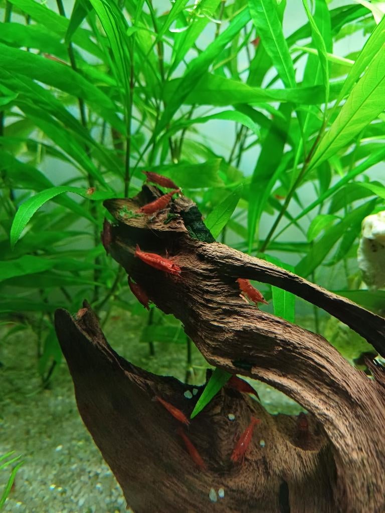 Vuurgarnalen, Kreeft, Krab of Garnaal