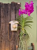 Orchidee Vanda Rosy Motherplant XL