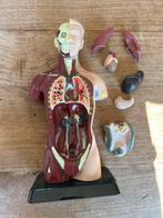 Menselijk Torso Model - Anatomie Educatie, Ophalen of Verzenden, Gebruikt