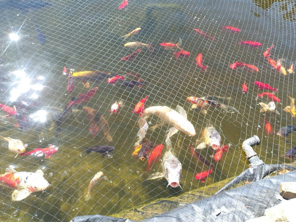 Vijver vissen, Dieren en Toebehoren, Vissen | Vijvervissen, Karper of Koi