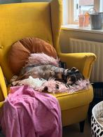 GEZOCHT oppas honden aan huis // evt in combi met huish hulp, Particuliere oppas