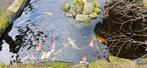 Diverse koi karpers te koop, Karper of Koi