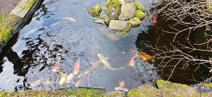 Diverse koi karpers te koop, Dieren en Toebehoren, Vissen | Vijvervissen, Karper of Koi