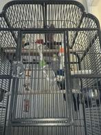 Valparkieten, Dieren en Toebehoren, Vogels | Parkieten en Papegaaien, Vrouwelijk, Parkiet, Geringd