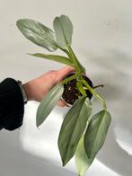 Philodendron Silver Sword, Ophalen of Verzenden, Halfschaduw, Minder dan 100 cm
