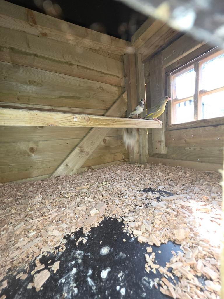 vogels, Dieren en Toebehoren