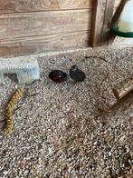 Chinese dwerg Kwartels, Meerdere dieren, Tropenvogel