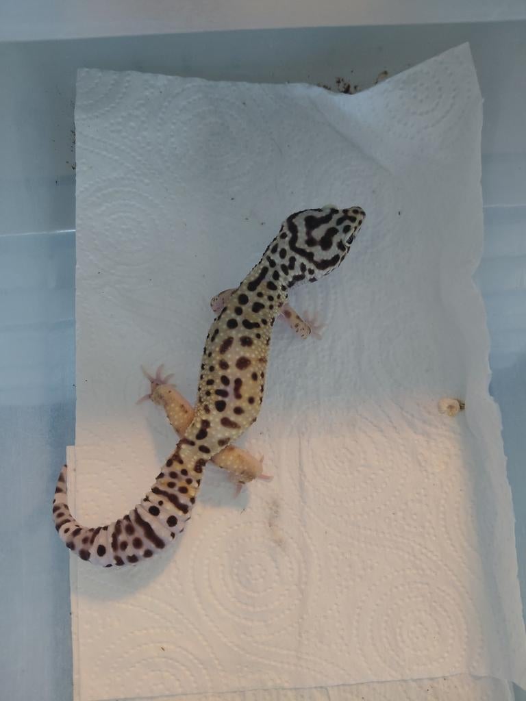 Luipaardgekko vrouwtje Leopard Gecko - female for sale from Miep