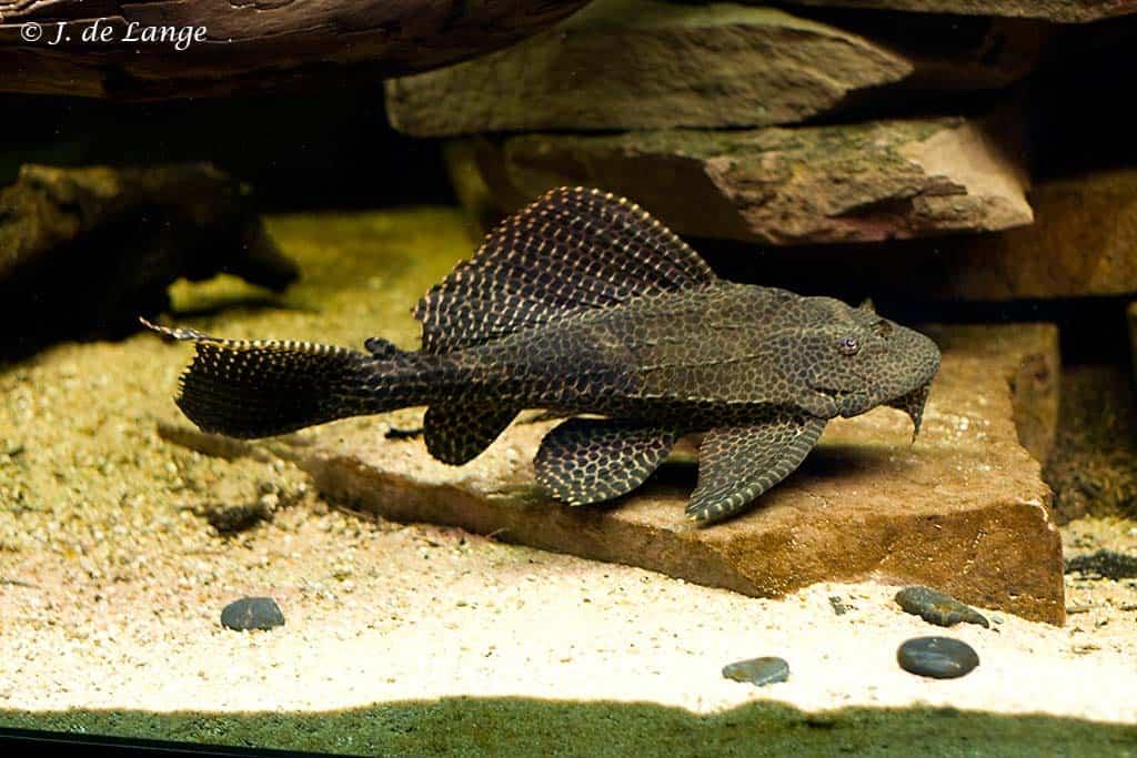 Gratis: Pleco +- 25cm, Vis