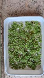 Drijfplant aquarium salvinia minima, Dieren en Toebehoren, Vissen | Aquaria en Toebehoren, Ophalen of Verzenden, Plant(en), Steen of Hout