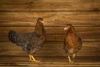 Bielefelder groot | Kippen | Passend advies, Meerdere dieren, Kip