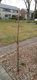 Castanea sativa - Tamme kastanje - 185cm hoog, Ophalen, Volle zon, Overige soorten, 100 tot 250 cm