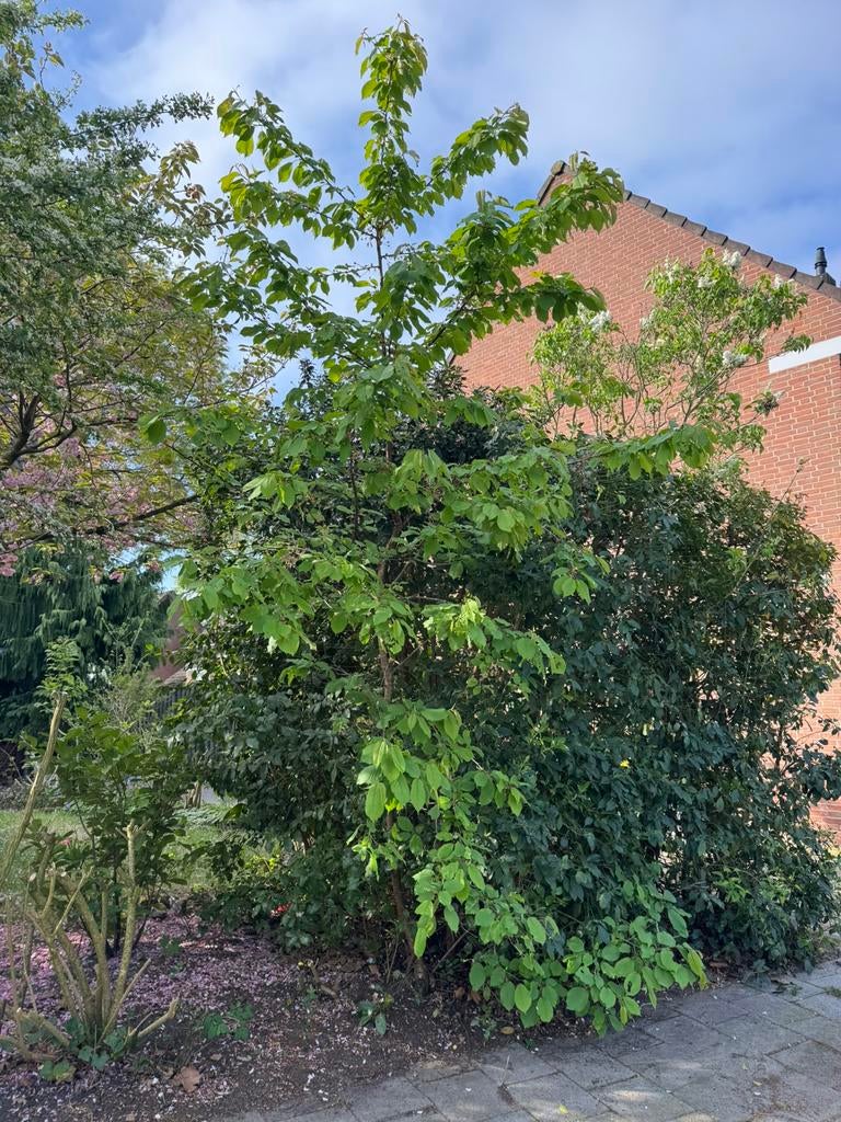 Kersenboom / zoete kers (zelf uitgraven), Overige soorten, Lente, 250 tot 400 cm, Ophalen