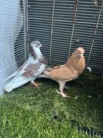 Te koop  mooi koppel kropper, Meerdere dieren, Overige soorten