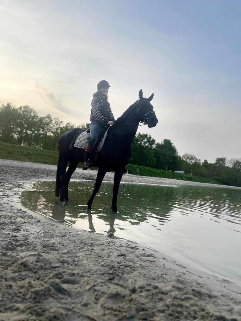 Ster merrie dressuurtopper, Dieren en Toebehoren, Merrie, Dressuurpaard