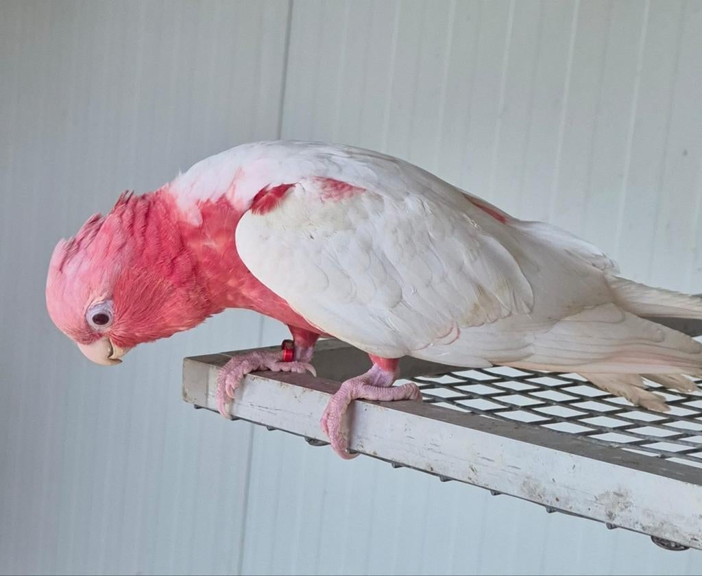 Rose kaketoe, Meerdere dieren, Papegaai, Geringd