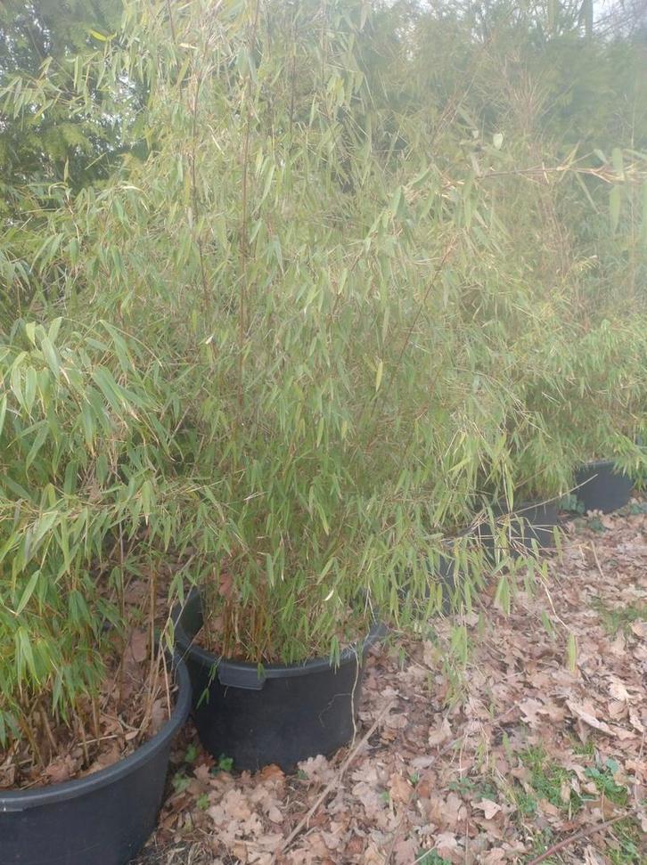 Bamboe niet woekerend kluit van 50cm a 60cm  doorsnede, Tuin en Terras, Planten | Struiken en Hagen, Bamboe, Ophalen