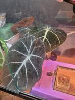 5x nicely sized alocasia reginula "black velvet" corms, Overige soorten, Minder dan 100 cm, Groene kamerplant, Halfschaduw