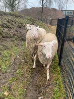 Friese melkschaap ram dek ram dekram, Mannelijk, Schaap