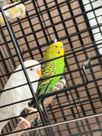 Grasparkieten+kooi+speelgoed, Ophalen of Verzenden, Zo goed als nieuw, Hout, Vogelkooi