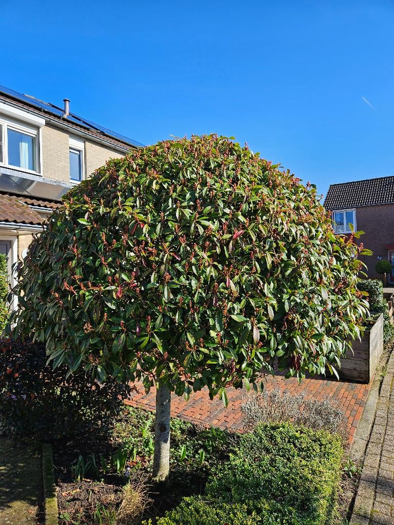 Red Robin,, Tuin en Terras, Planten | Bomen, Overige soorten, Lente, 100 tot 250 cm, Ophalen