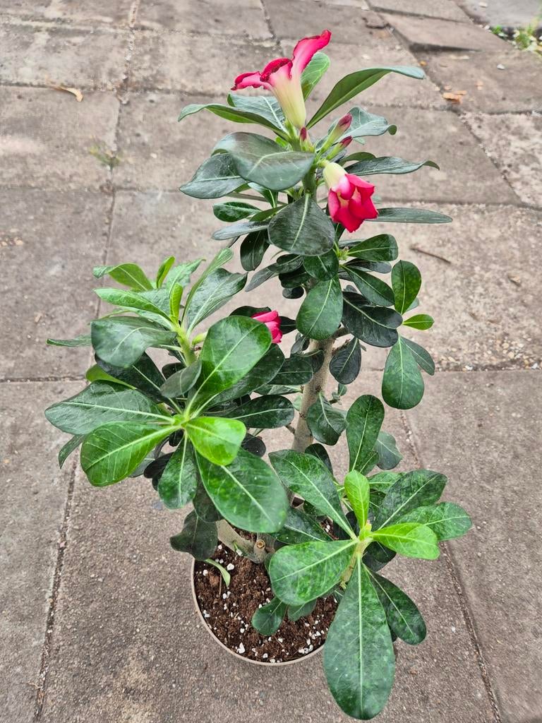 Adenium obesum 'Anouk p17 XXL (2)