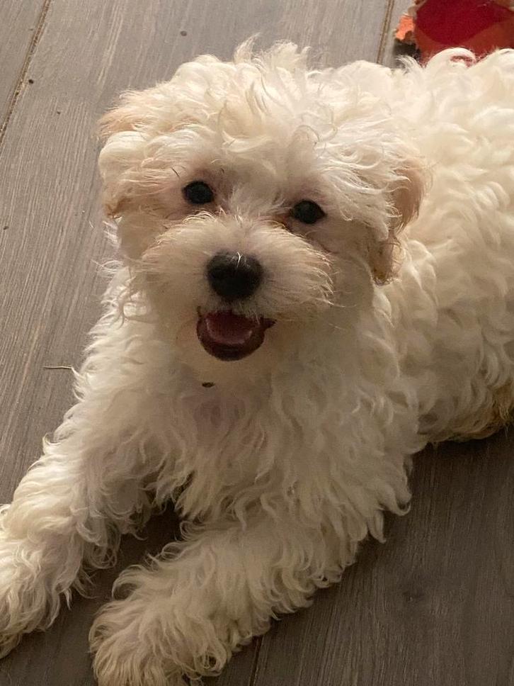 Maltipoo pups, Dieren en Toebehoren, Honden | Chihuahua's en Gezelschapshonden, Meerdere dieren, Overige rassen, Particulier, Meerdere