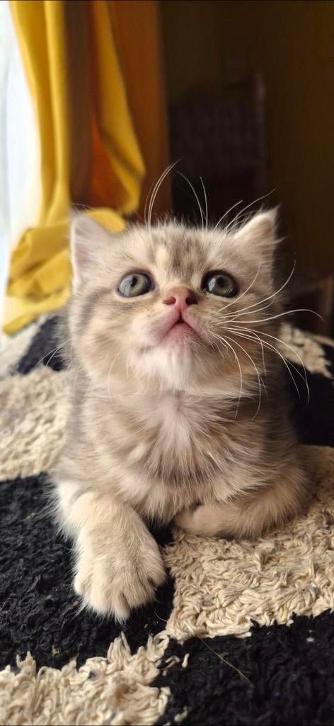 Prachtige britskorthaar kittens tekoop, Dieren en Toebehoren, Katten en Kittens | Raskatten | Langhaar, Meerdere dieren, Ontwormd