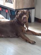 Bully XL teefje, Dieren en Toebehoren, Parvo, 1 tot 2 jaar, Teef, Bulldog