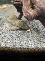 Algeneter man, Dieren en Toebehoren, Vissen | Aquariumvissen, Vis