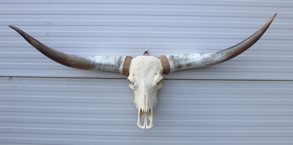 Grote schedel TEXAS STYLE LONGHORN 149 cm - ref. E