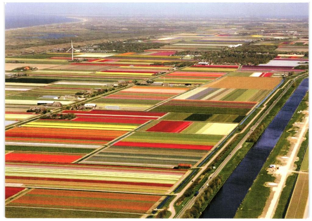 801499 Bloeiend Zijpe NH Bloembollenvelden Onbeschreven, Ophalen of Verzenden, 1980 tot heden, Ongelopen, Noord-Holland