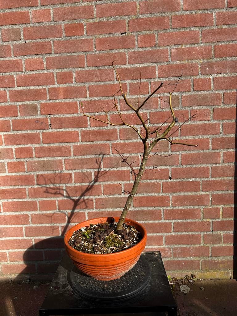 Beuk bonsai, Vaste plant, Bloeit niet, Halfschaduw, Ophalen
