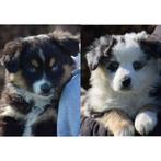 Hele knappe Miniature American Shepherd (MAS) pups, Parvo, Overige rassen, 8 tot 15 weken, Meerdere
