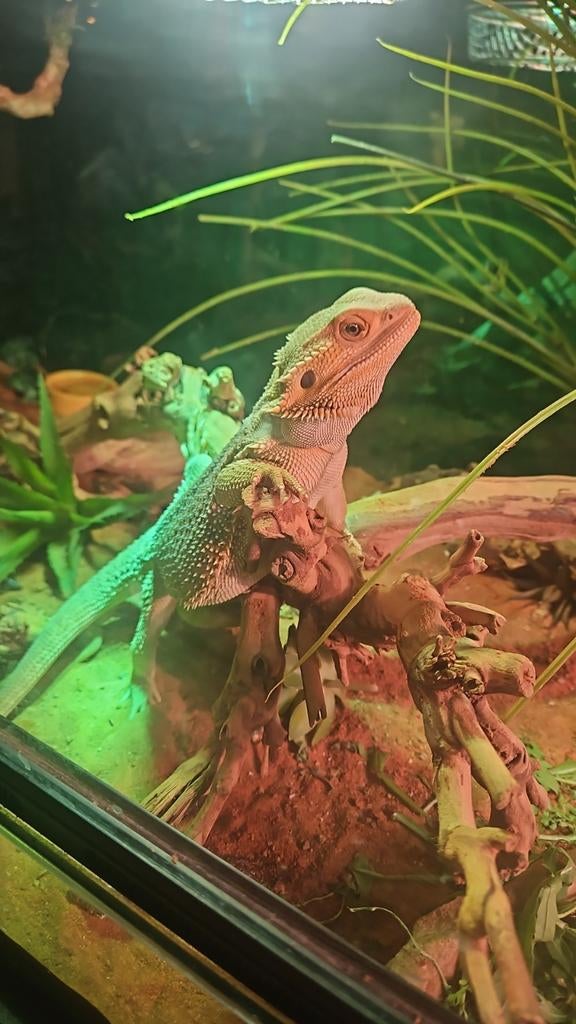 Baardagaam man, 20mnd oud. Bearded Dragon - male for sale from Eileen