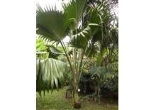 10 x Geonoma Interrupta palmboom zaden (verzenden kan ook), Ophalen, Gehele jaar, Volle zon, Zaad