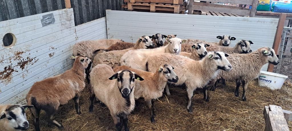 Maasduinen ooien 2025 ca 9 stuks, Dieren en Toebehoren, Schapen, Geiten en Varkens, Vrouwelijk, Schaap
