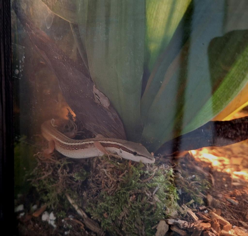 Langstaart hagedis met terrarium