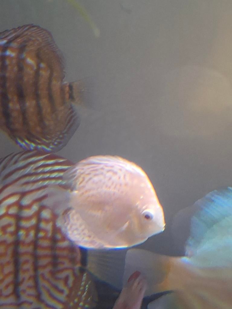 Discus vis snow white of butterfly, Dieren en Toebehoren, Vissen | Aquariumvissen, Vis