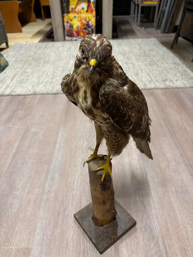 Prachtig opgezette buizerd op natuurlijke houten tak, Verzamelen, Dierenverzamelingen, Ophalen of Verzenden, Vogel, Opgezet dier