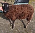 mooie dassenkop dekram, Dieren en Toebehoren, Schapen, Geiten en Varkens, Mannelijk, Schaap, 0 tot 2 jaar