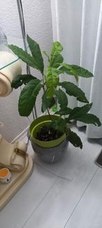 2 avocado planten/bomen, Ophalen of Verzenden