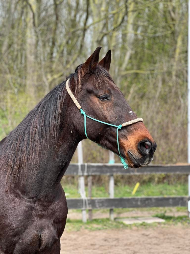 Verzorgster gezocht, Ophalen of Verzenden