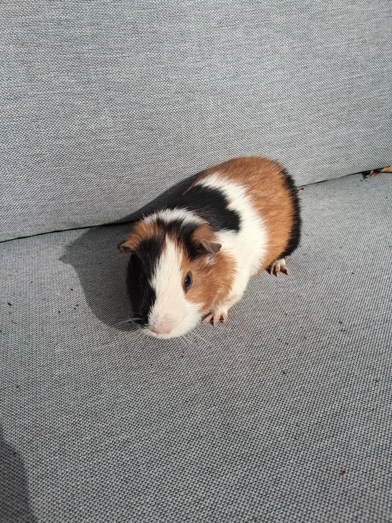 Mooie cavia beer, Cavia, Mannelijk, Januari, Tam