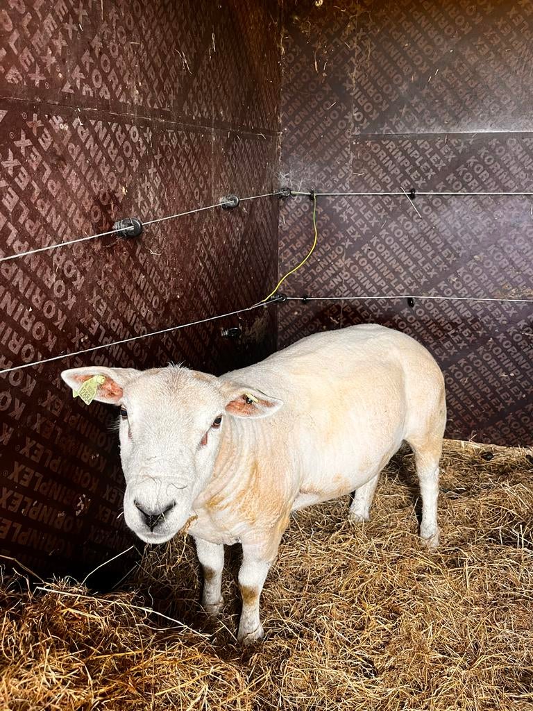 Engelse texelaar, Dieren en Toebehoren, Mannelijk, Schaap