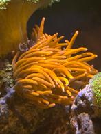 Anemoon zeeaquarium, Dieren en Toebehoren, Vis