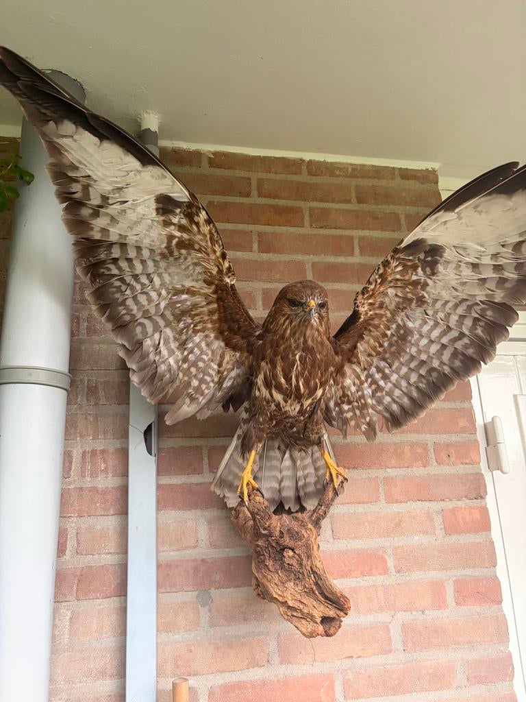 Zeer mooi opgezette buizerd, Ophalen, Zo goed als nieuw, Vogel, Opgezet dier