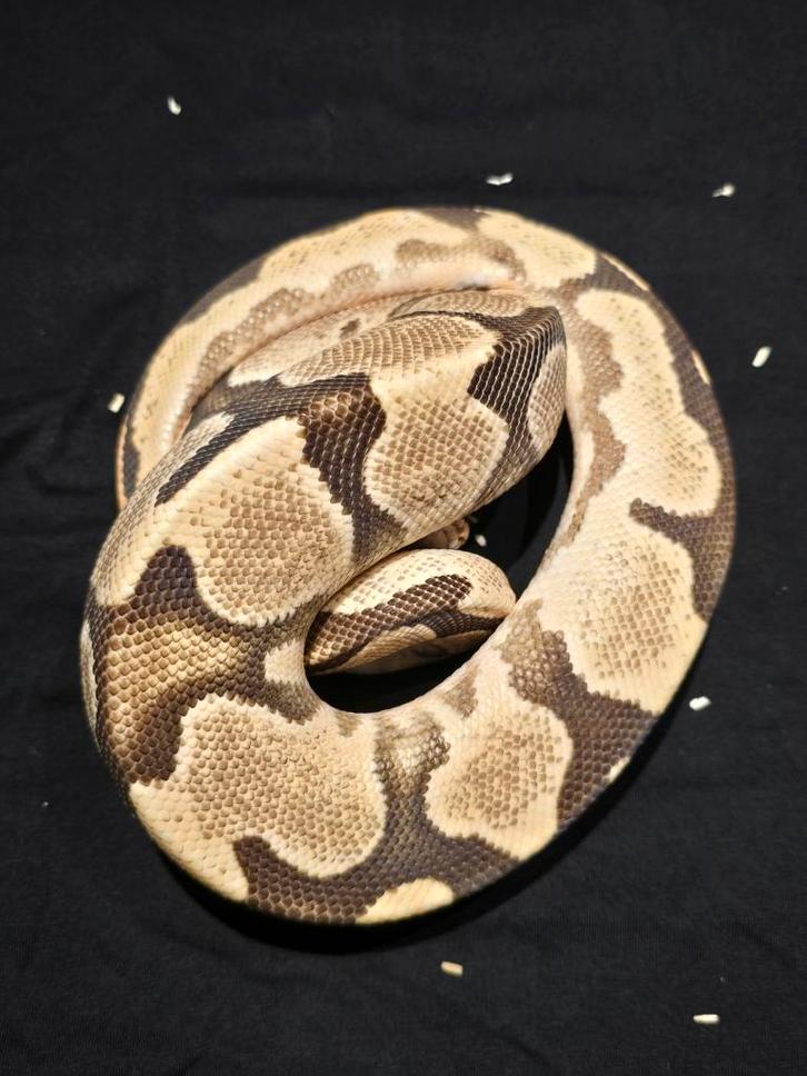 1.0 od yb fire blad het clown ball python Ball Python - male for sale from martijn