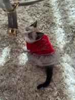 Thai siamees kitten -poesje, Poes